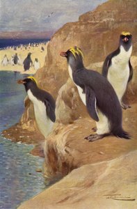 Pinguim da Rocha