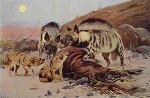 Hyaena e Jackal Listrados de after Wilhelm Kuhnert