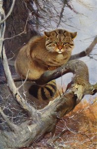 Gato selvagem