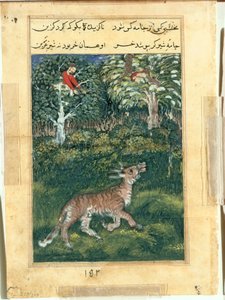 O burro, em pele de tigre, revela sua identidade zurrando em voz alta, de um Tuti-nama (Contos de um Papagaio): Trigésima Primeira Noite de attributed to Basavana