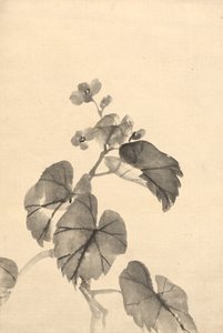 Ramo de begônia em flor de attributed to Kono Bairei