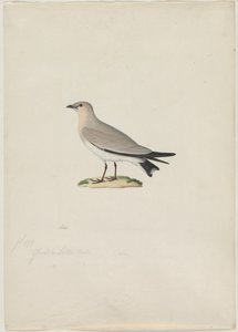 Pratincole pequena (Glareola lactea) de attributed to Paul Hüet