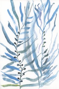 Plantas marinhas abstratas de cartissi