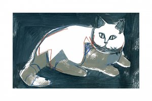 Gato Branco Artístico de cartissi