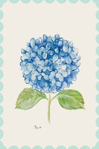 Ilustração de uma hortênsia azul de cartissi