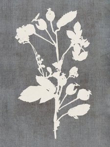 Silhueta botânica de rosa de cartissi