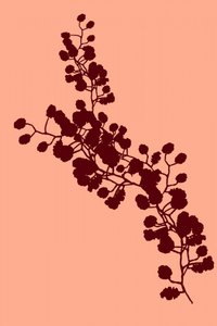 Silhueta floral elegante de cartissi