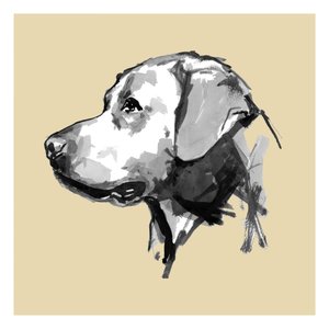 Perfil de um cão expressivo de cartissi