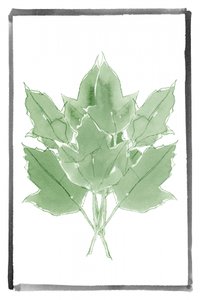 Folhas verdes frescas de cartissi