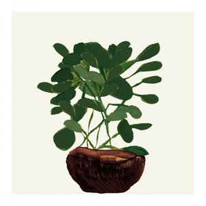 Planta verde em vaso de cartissi