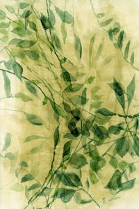 Folhas em aquarela verde de cartissi