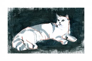 Gato Branco Mentiroso de cartissi