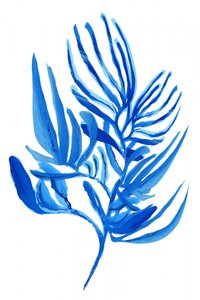Folhagem azul tropical de cartissi