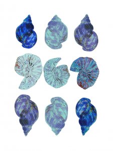 Conchas marinhas de cores vivas de cartissi