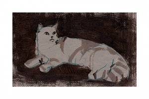 Gato branco a descansar de cartissi