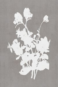 Silhueta floral branca de cartissi