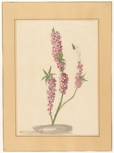 Pimenteiro vermelho no chão de familie Van der Vinne (attributed to)
