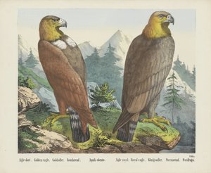 Águia dourada / Goldadler / Goudarend / Aquila dorato / Águia real / Königsadler / Steenarend / Ossifrago (título sobre o objecto) de firma Joseph Scholz