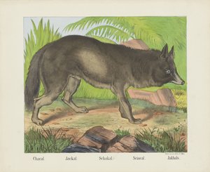 Chacal. / Chacal. / Schakal. / Sciacal. / Jakhals (título sobre o objecto)