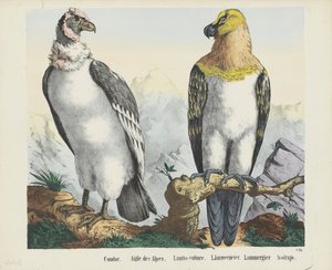 Condor. / Águia dos Alpes. / Cordeiro-abutre. / abutre cordeiro. / Lammergier / Avolrajo (título no objeto)