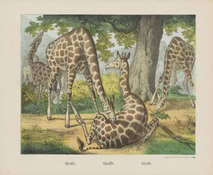 Girafa. / Girafa. / Girafe (título no objeto) de firma Joseph Scholz