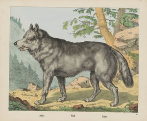 Loup. / Lobo. / Lupo (título no objeto) de firma Joseph Scholz