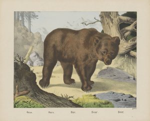 Ou então. / Nosso. / Bar. / Urso. / Cerveja (título no objeto) de firma Joseph Scholz