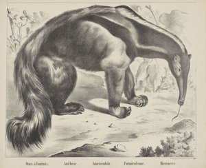 Nossa à antmis. / Urso-formiga. / Urso formiga. / Formicoleona. / Comedor de mar (título no objeto)