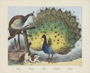 Pão. / Pavone. / Pfau. / Pavão. / Paauw (título no objeto)