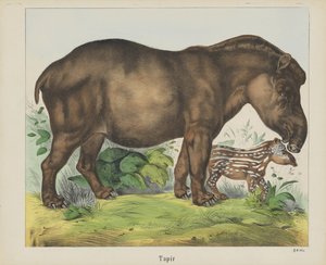 Tapir (título sobre o objecto) de firma Joseph Scholz