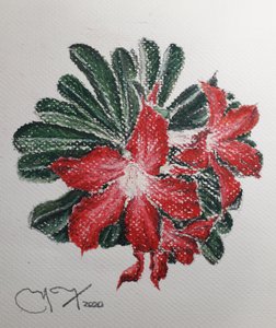 DESERT FLOWER de miguelmendez_art.ve