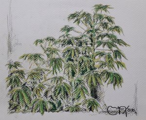 PLANTA YUCA de miguelmendez_art.ve