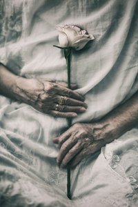 Mãos delicadas seguram uma rosa de nima.zadshir