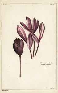 Crocodilo de Outono, açafrão dos prados ou senhoras nuas, Colchicum autumnale, Linn