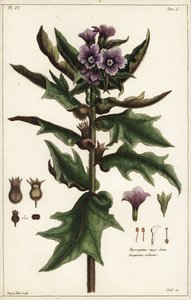 Galinha negra, Hyoscyamus niger Linn