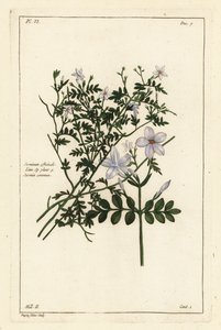 Jasmim comum, Jasminum officinale, Linn
