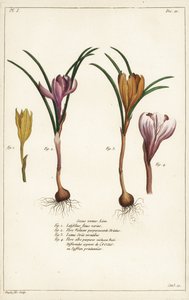 Diferentes espécies de crocus de primavera, Crocus vernus, Linn