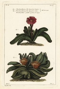 Planta Elkhorn, Rhombophyllum dolabriforme (Calêndula de figo Hatchet-leaved, Mesembryanthemum dolabriforme) de the Younger Dupin