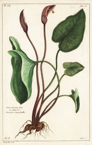 O capuz do frade ou larus, Arisarum vulgare de the Younger Dupin
