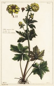 Globeflower, Trollius europaeus, Linn de the Younger Dupin