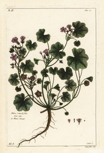 Malva malva, malva pusilla