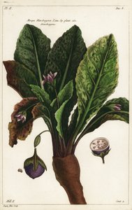 Mandrake, Mandragora officinarum de the Younger Dupin