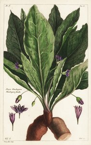 Mandrake, fêmea, Mandragora officinarum, Atropa mandragora, Mandragore femelle