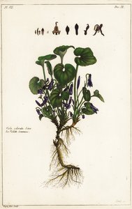 Violeta doce, Viola odorata, Linn