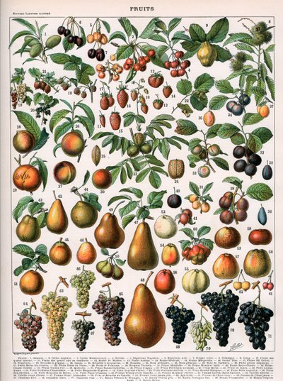 Ilustração das Variedades Vegetais, c.1905-10 (cor litho) de (after) Alillot