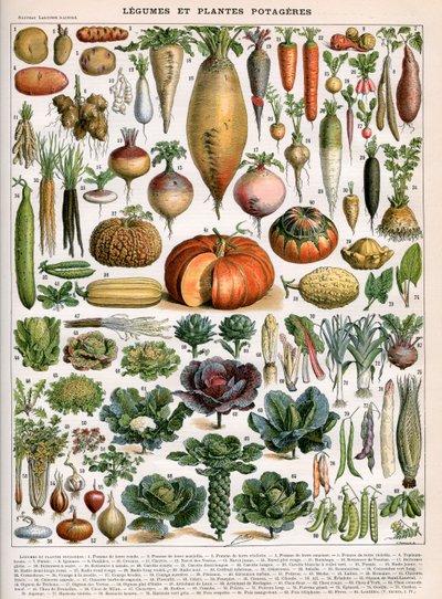 Ilustração de Variedades Vegetais, c.1905-10 (cor litho) de (after) Alillot