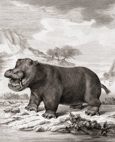 Um hipopótamo (Hippopotamus anfíbio) de (after) Dutch School