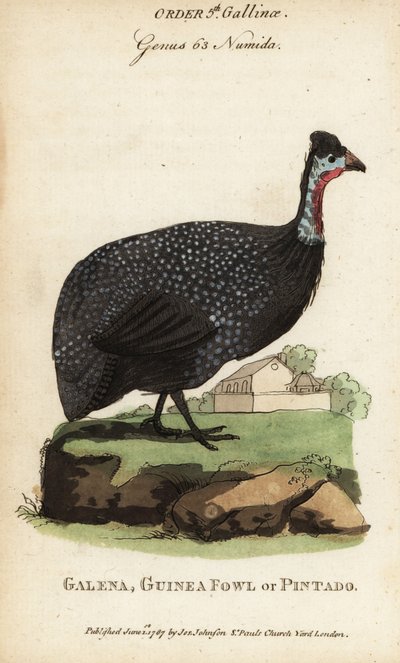 Ave-da-índia ajudada, Numida meleagris de (after) English School
