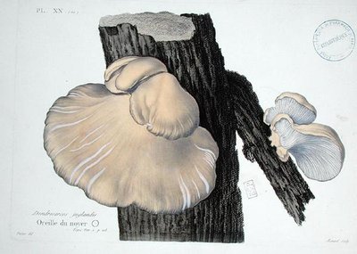 Dendrosarcos juglandis, placa 20 da 