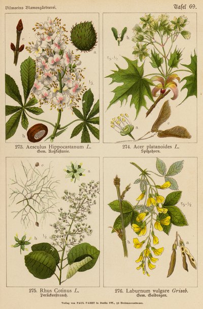 Aesculus Hippocastanum, Acer Platanoides, Rhus Cotinus, Laburnum Vulgare (litografia a cores) de (after) German School